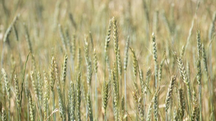 Te hoge concentraties TFA in brood- en graanproducten