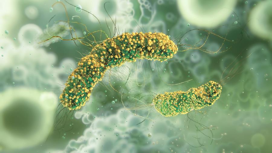 Ernstige listeriose-infecties kunnen toenemen in Europa